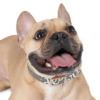 18112219230119573718_4096.webp Stylish Dog Collar for Pets, Unique Dog Accessory, Adjustable Pet Collar, Fun Pet Gift, Modern Fashion for Dogs