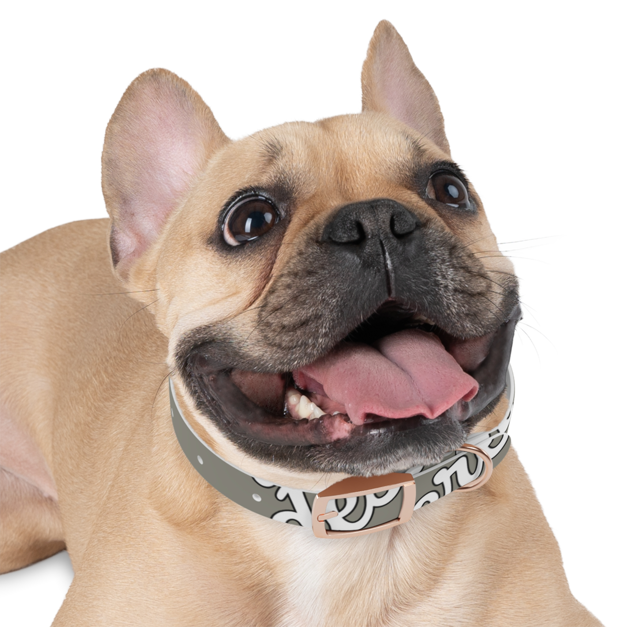 18112219230119573718_4096.webp Stylish Dog Collar for Pets, Unique Dog Accessory, Adjustable Pet Collar, Fun Pet Gift, Modern Fashion for Dogs