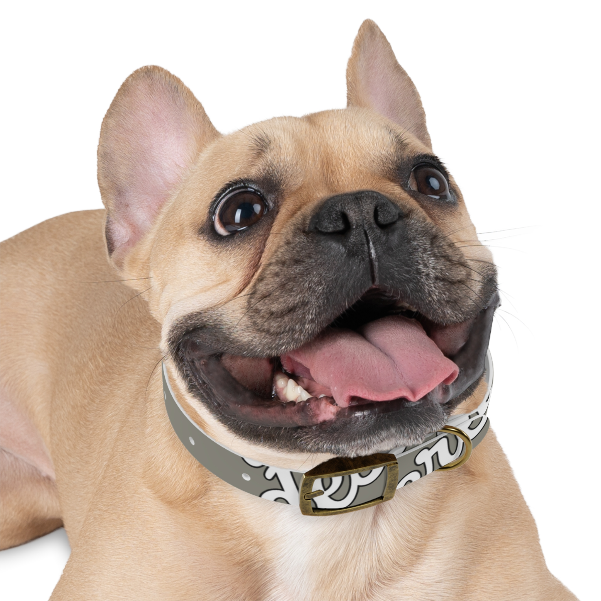 5540229327033495547_4096.webp Stylish Dog Collar for Pets, Unique Dog Accessory, Adjustable Pet Collar, Fun Pet Gift, Modern Fashion for Dogs